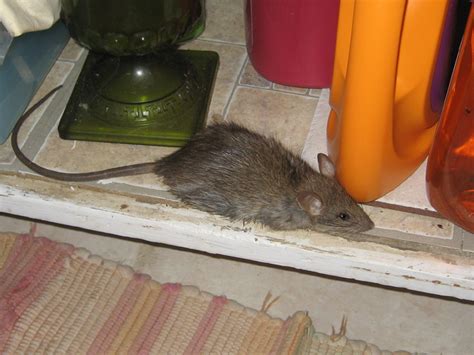 How to get rats out of your house. Things To Know About How to get rats out of your house. 